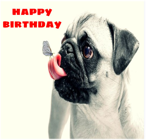 Funny happy birthday free images hd download