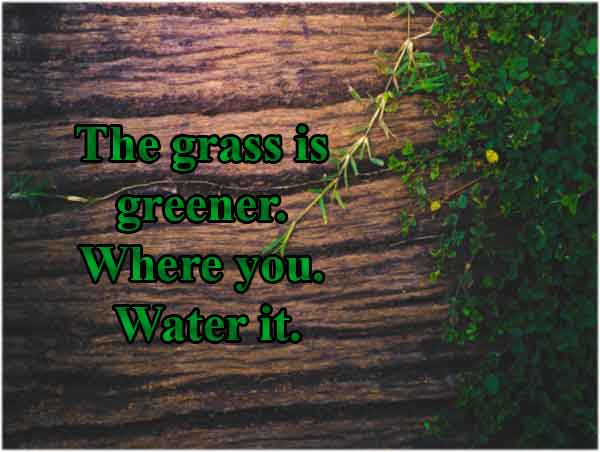 letter-board-quotes-grass